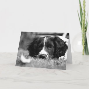 English Springer Spaniel Card