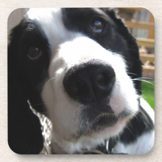 English Springer Spaniel Coaster