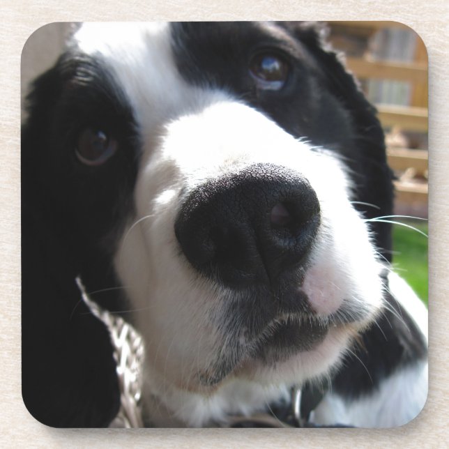 English Springer Spaniel Coaster (Front)