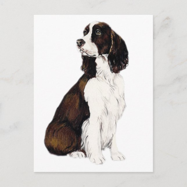 English Springer Spaniel Dog Art Postcard (Front)