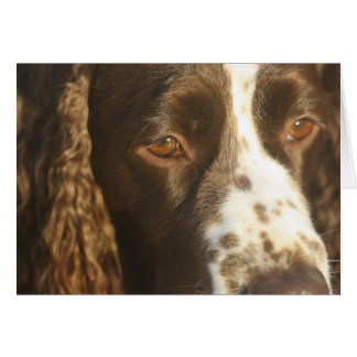 English Springer Spaniel Dog Custom Inside Message