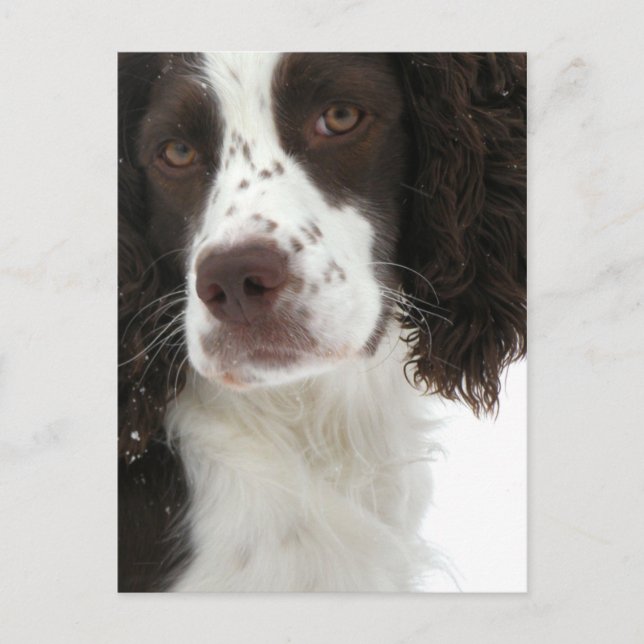 English Springer Spaniel - Field Bred Postcard (Front)