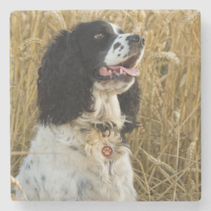 english springer spaniel in wheat.png stone coaster