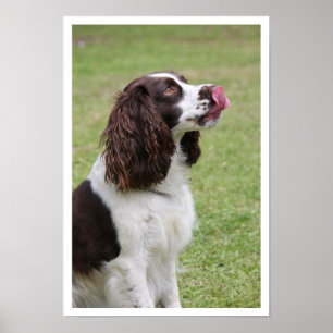 English Springer Spaniel Licking Lips Poster