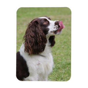 English Springer Spaniel Licking Nose Magnet