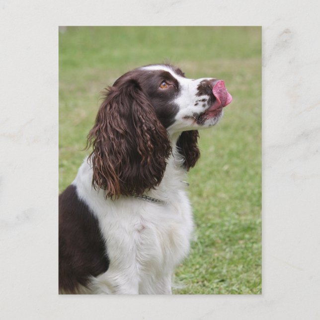 English Springer Spaniel Licking Nose Postcard (Front)