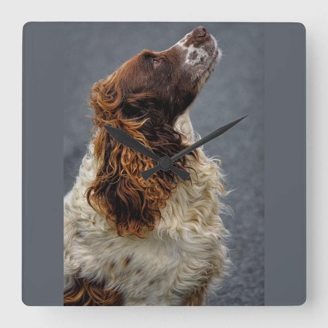 English Springer Spaniel Liver & White Looking Up Square Wall Clock (Front)