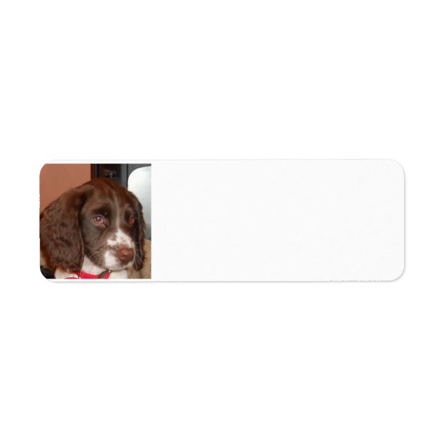 English_Springer_Spaniel lw puppy (Front)