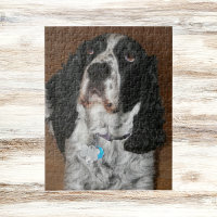 English Springer Spaniel Pet Photo