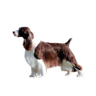 English Springer Spaniel Photo Sculpture Decoration