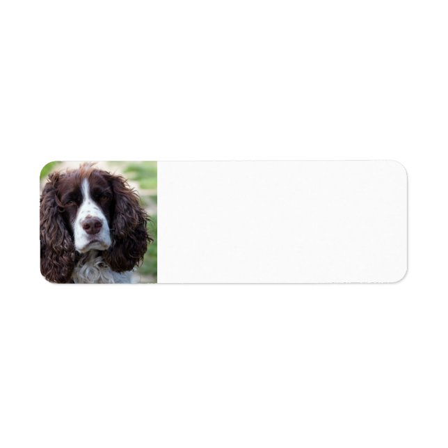 english springer spaniel.png (Front)
