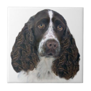 English springer spaniel Portrait Tiles