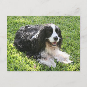 English Springer Spaniel -- Postcard