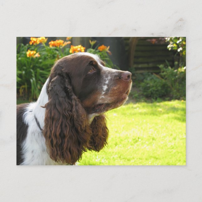 English Springer Spaniel Postcard (Front)