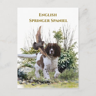  English Springer Spaniel  Postcard