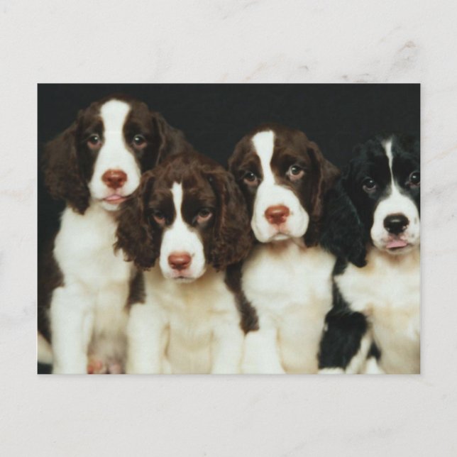 English Springer Spaniel Puppies (2) Postcard (Front)