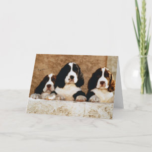 English Springer Spaniel Puppies Card