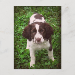 English Springer Spaniel Puppy Card