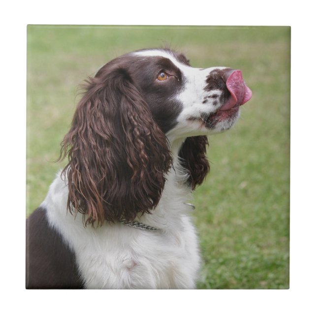 English Springer Spaniel Sitting Tile (Front)