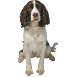English Springer Spaniel Standing Photo Sculpture<br><div class="desc">This photo sculpture is of a beautiful English Springer Spaniel. You can customise this design and order it in a variety of sizes. This English Springer Spaniel design is also available as shaped,  cut-out magnets,  ornaments,  pins and even keychains.</div>