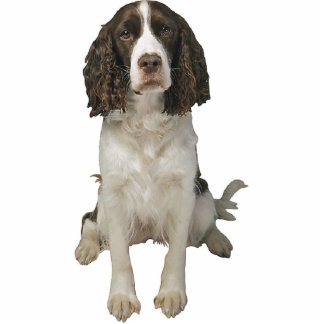 English Springer Spaniel Standing Photo Sculpture