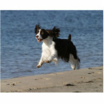 English Springer Spaniel Standing Photo Sculpture<br><div class="desc">English Springer Spaniel</div>