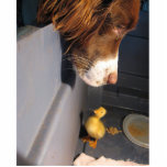 english springer spaniel w duckling photo sculpture key ring<br><div class="desc">e</div>