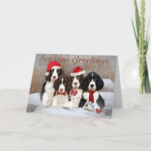 English Springer Spaniels Season Greetings Cards