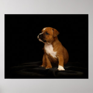 English Staffordshire Puppy Poster