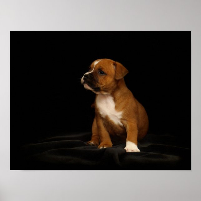 English Staffordshire Puppy Poster (Front)