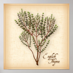 English Thyme Herb Poster