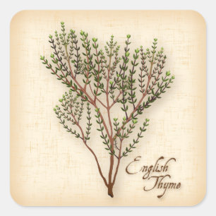 English Thyme Herb Square Sticker