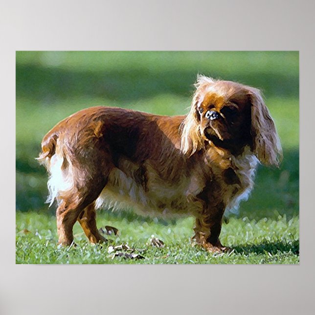 English Toy Spaniel Dog Poster Print (Front)