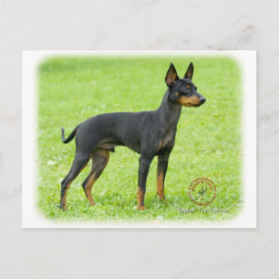 English Toy Terrier 9R095D-062 Postcard