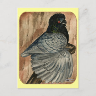 English Trumpeter Pigeon:  1980 Andalusian Postcard