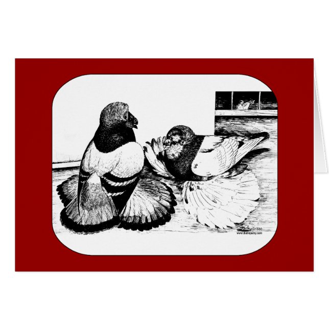 English Trumpeter Pigeons (Front Horizontal)