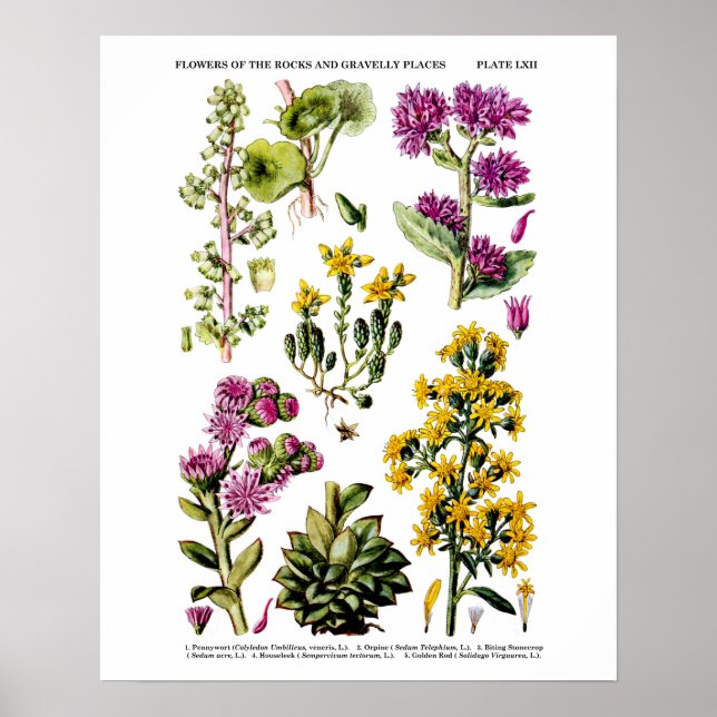 English Wild Flowers no. 12 Botanical Illustration Poster (Front)