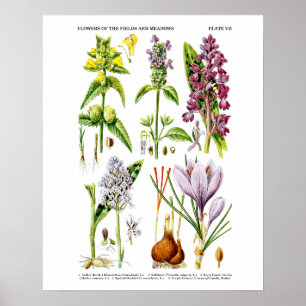 English Wildflower Art Print no. 10 Botanical Art