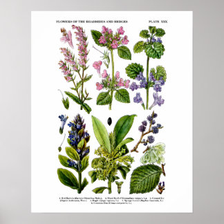 English Wildflower Art Print no. 8 Botanical Art