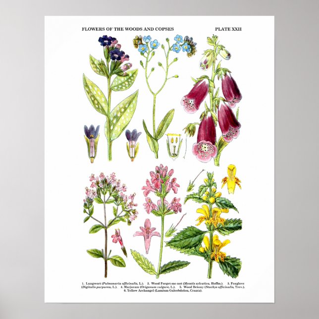 English Wildflower Art Prints no. 3 Botanical Art (Front)
