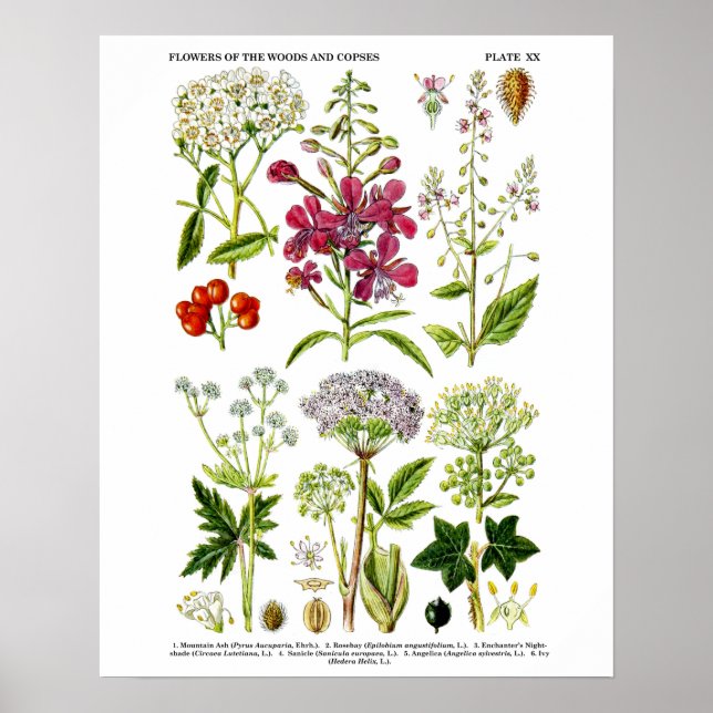 English Wildflowers Botanical art print no. 4 (Front)