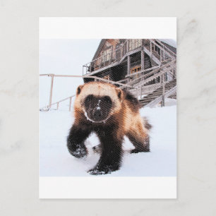 Engraved Wolverine Postcard