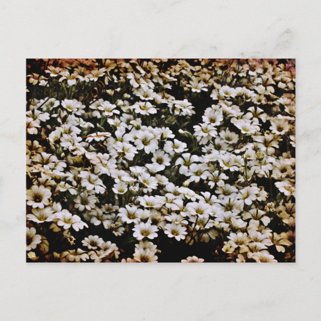 Enhanced Dasies Floral Postcard (Front)