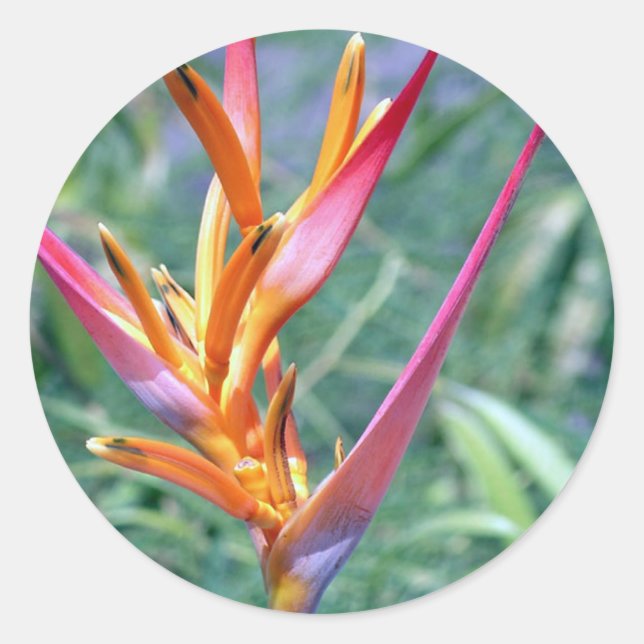 Enhanced Hawaiian Heliconia Flower Classic Round Sticker (Front)