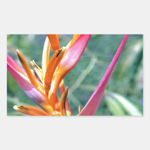 Enhanced Heliconia Flower Rectangular Sticker