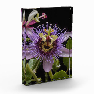 Enigmatic Beauty: the Purple Passion Flower Photo Block