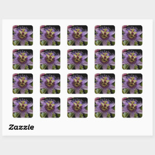 Enigmatic Beauty: the Purple Passion Flower Square Sticker