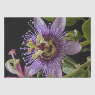 Enigmatic Beauty: the Purple Passion Flower Tissue Paper