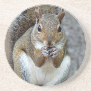 Enjoying a Treat Coaster