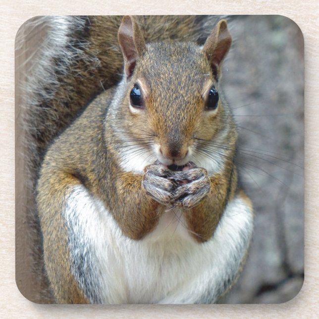 Enjoying a Treat Coaster (Front)
